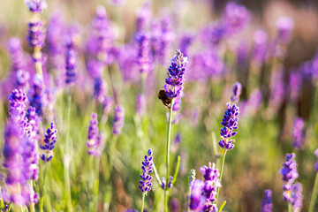 Fototapeta premium Lavender flowers in the morning sunlight. Provence, France. Macro image, shallow depth of field
