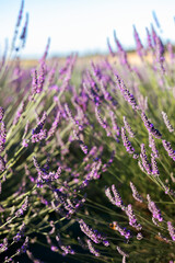 Obraz premium Blooming lavender in a field in Provence. Fantastic summer mood, floral sunset landscape of meadow lavender flowers. Peaceful bright and relaxing nature scenery.