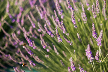 Fototapeta premium Lavender flowers in the morning sunlight. Provence, France. Macro image, shallow depth of field