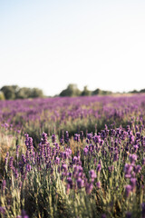 Obraz premium Blooming lavender in a field in Provence. Fantastic summer mood, floral sunset landscape of meadow lavender flowers. Peaceful bright and relaxing nature scenery.