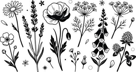 Wildflower Botanical Collection with Daisy, Poppy, Lavender, Foxglove, Clover, Dill Flowers, and Hand Drawn Floral Vector Illustration Set © MstShahida