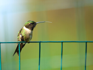 hummingbird © Mollie
