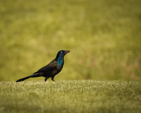 Grackle 