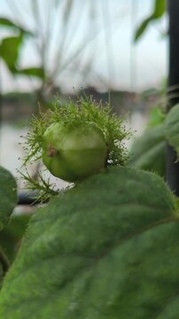 A ripe Passiflora foetida fruit enclosed by its distinctive lace-like bracts, growing naturally on a tropical vine, showcasing the unique beauty of this wild passionfruit species.