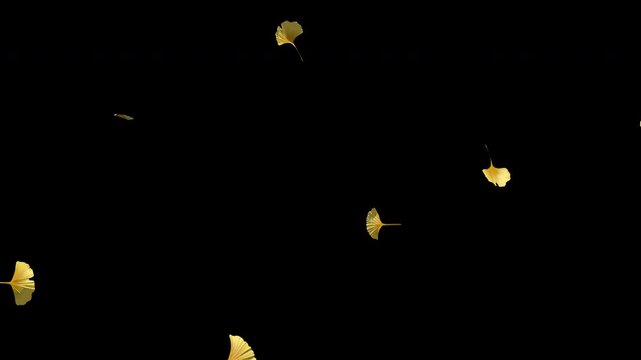 Falling Ginkgo Leaves - Seamless Loop on Alpha