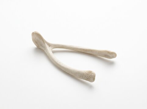A singular wishbone rests on a clean white surface, representing luck and hope.