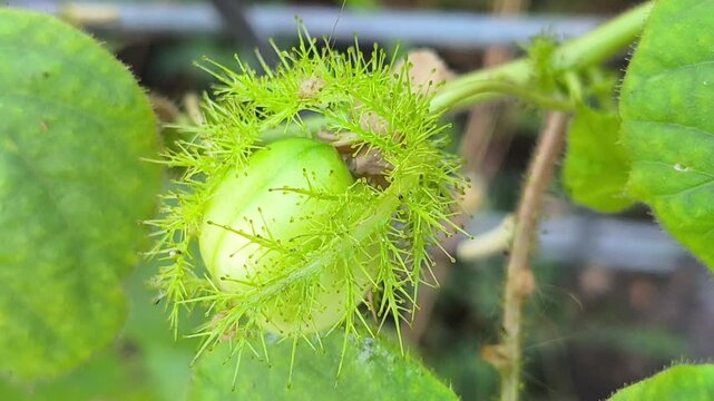 A ripe Passiflora foetida fruit enclosed by its distinctive lace-like bracts, growing naturally on a tropical vine, showcasing the unique beauty of this wild passionfruit species.
