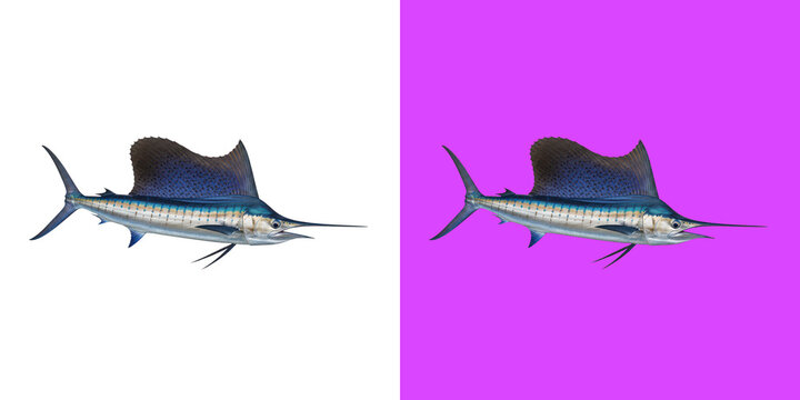 Blue sailfish swimming in the ocean isolated on transparent background png