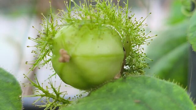 A ripe Passiflora foetida fruit enclosed by its distinctive lace-like bracts, growing naturally on a tropical vine, showcasing the unique beauty of this wild passionfruit species.