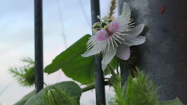 beautiful Passiflora foetida flower displaying intricate white petals, purple accents, and delicate filament structures, surrounded by distinctive lacy bracts in a tropical garden setting.