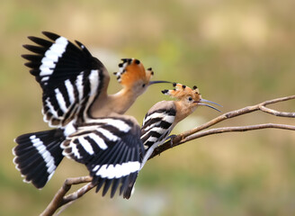 Two Eurasian hoopoes interacting on a branch, one landing with wings fully spread showing bold black and white stripes. © VOLODYMYR KUCHERENKO