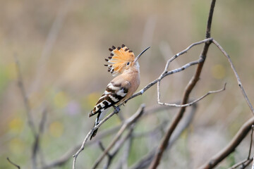 A Eurasian hoopoe perched on a thin bare branch with its orange, black-tipped crest fully erect. © VOLODYMYR KUCHERENKO