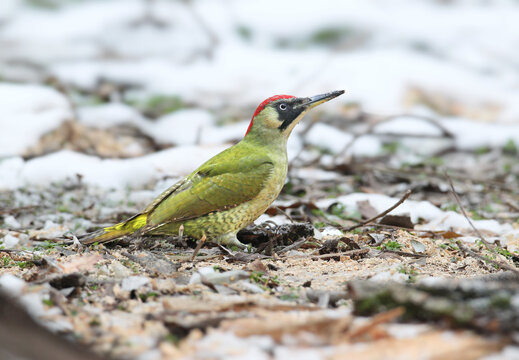 A European green woodpecker standing on snow-dusted ground covered in dry leaves and wood chips.