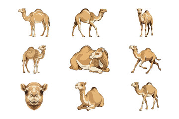Obraz premium Set of Nine Detailed Camel Illustrations Featuring Various Poses and Desert Animal Expressions
