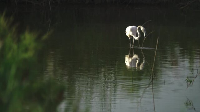 White Spoonbill Walking Slowly Through Calm Wetland Water
