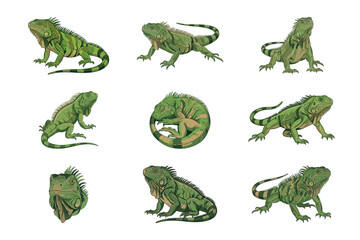 Fototapeta premium Set of Nine Detailed Green Iguana Lizard Illustrations Showing Various Poses Isolated On White