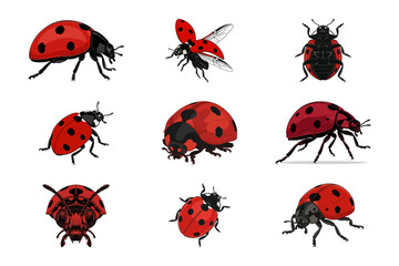 Fototapeta premium Set of Nine Realistic Red Ladybugs with Black Spots Isolated on a Clean White Background Set