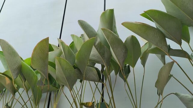 Elegant Thalia dealbata growing in a landscaped garden, featuring tall stems, broad blue-green foliage, and delicate purple flowers, making it an attractive ornamental plant for ponds and tropical gar