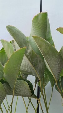 Elegant Thalia dealbata growing in a landscaped garden, featuring tall stems, broad blue-green foliage, and delicate purple flowers, making it an attractive ornamental plant for ponds and tropical gar