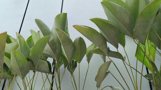 Elegant Thalia dealbata growing in a landscaped garden, featuring tall stems, broad blue-green foliage, and delicate purple flowers, making it an attractive ornamental plant for ponds and tropical gar