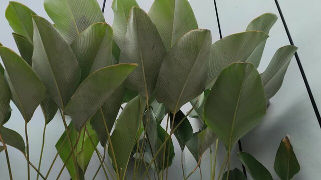 Elegant Thalia dealbata growing in a landscaped garden, featuring tall stems, broad blue-green foliage, and delicate purple flowers, making it an attractive ornamental plant for ponds and tropical gar