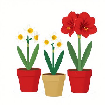 Paperwhite narcissus and amaryllis winter pots illustration, festive flat style christmas illustration for greeting cards