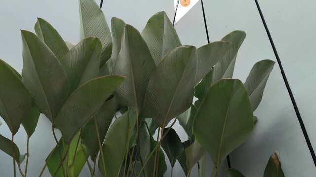 Elegant Thalia dealbata growing in a landscaped garden, featuring tall stems, broad blue-green foliage, and delicate purple flowers, making it an attractive ornamental plant for ponds and tropical gar