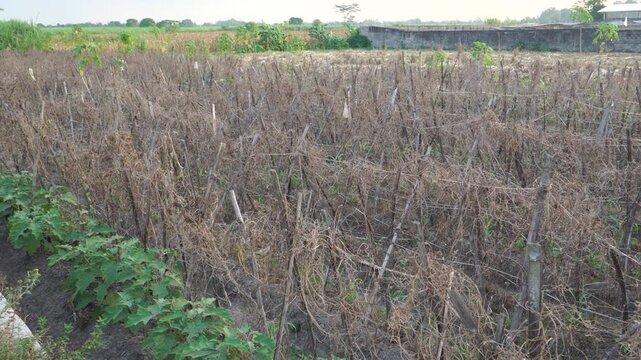 Panning shot of completely dried and dead vine crops on trellises in an Indonesian farm during a long drought caused by El Nino, highlighting the severe impact of climate change on local agriculture.