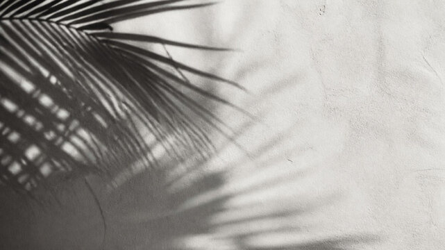 palm tree shadow on wall background