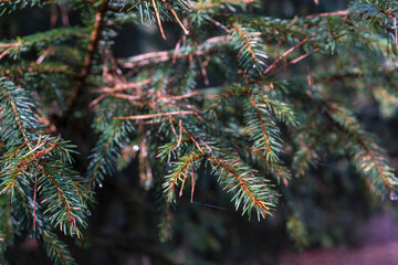 Macro close-up of fresh dew drops clinging to evergreen pine needles. © Katerina