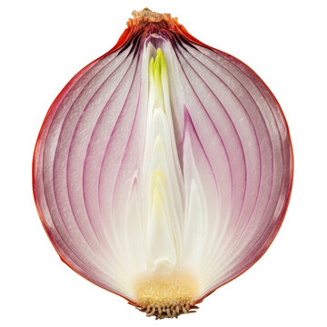 Sliced red onion revealing its vibrant layered interior