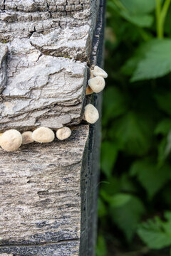 Small mushrooms growing on weathered wood