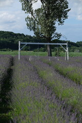 Fototapeta premium Wooden swing set standing in a purple lavender field under a tree