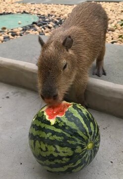 Capybara eating watermelon 