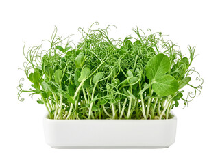 Fototapeta premium Fresh pea microgreens green sprouts growing in white container on black background for healthy organic food nutrition concept, raw superfood plant seedlings, fresh agriculture ingredient.