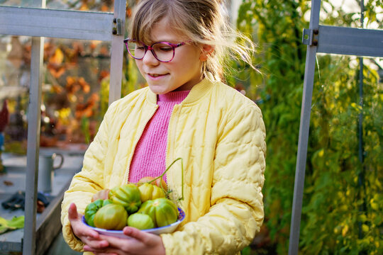 Little girl picking late tomatoes in a greenhouse in garden. Happy child with green tomato harvest.
