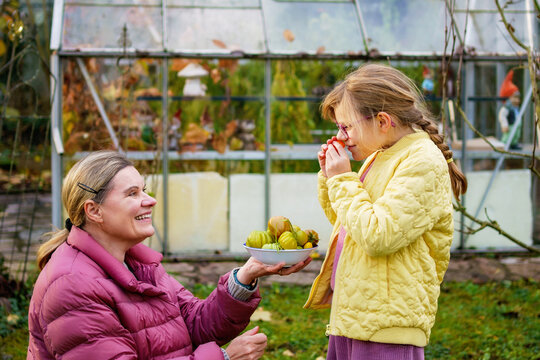 Little girl and mother picking late tomatoes in a greenhouse in garden. Happy child with green tomato harvest.