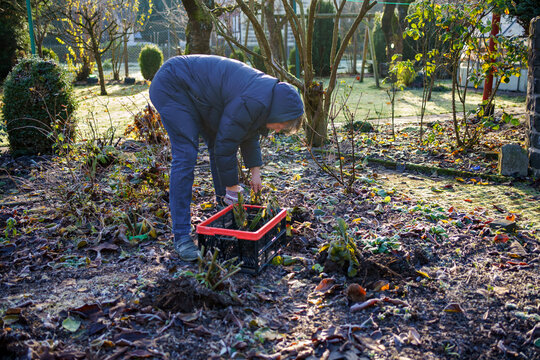 Man digs dahlia tubers out of the ground, preparing flowers for overwintering