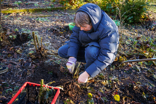 Man digs dahlia tubers out of the ground, preparing flowers for overwintering