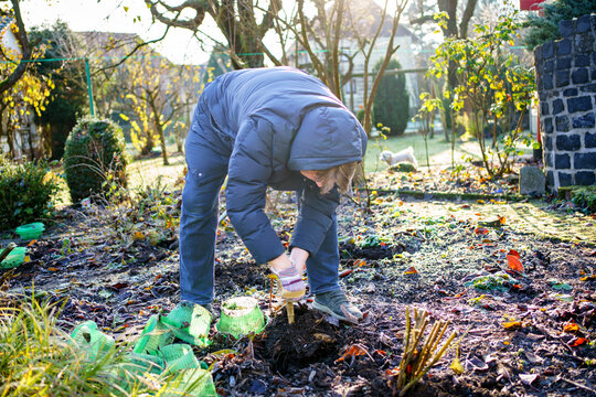 Man digs dahlia tubers out of the ground, preparing flowers for overwintering