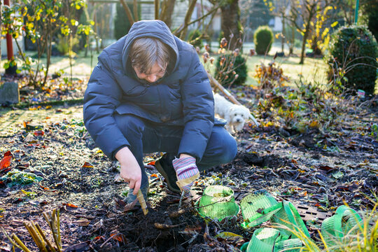 Man digs dahlia tubers out of the ground, preparing flowers for overwintering