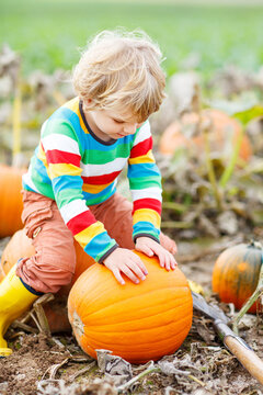 Adorable little kid boy picking pumpkins on Halloween pumpkin patch.