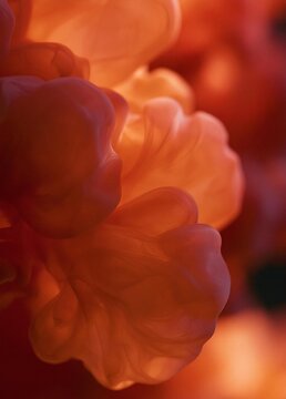 Close-up of a group of orange flowers. the flowers are in full bloom and appear to be floating in the air. the petals are a vibrant orange color and have a soft, velvety texture.