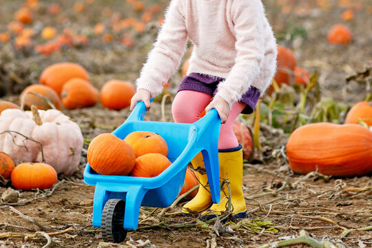 Little preschool girl on pumpkin patch with lots of pumpkins in autumn field. Happy child enjoying harvest season outdoors. Real life, real people.