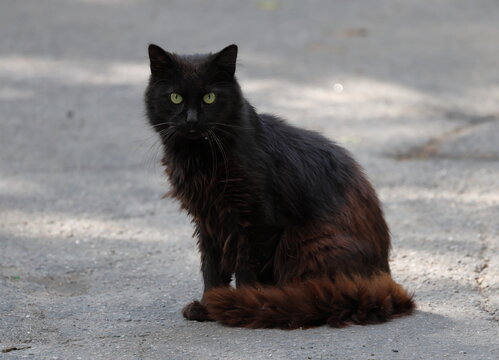 A black and brown green-eyed cat sits on a warm asphalt pavement on a summer day