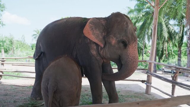 Mother elephant feeding her newborn calf in sunny outdoor enclosure.