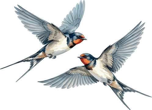 Two watercolor swallow birds flying together isolated on white background hand painted animal illustration design element for spring greeting card vector