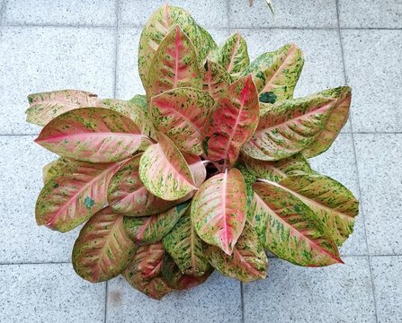 Beautiful red, pink and green leaves of aglaonema big roy from Indonesia. 