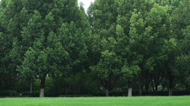 Neat green lawn and dense forest of leafy trees on rainy day