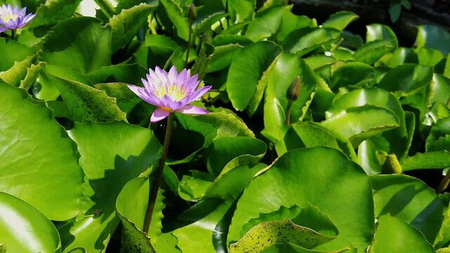 Beautiful purple water lily flower blooming above vibrant green lotus leaves in pond close-up view